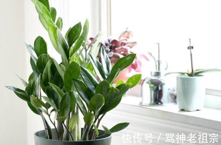 3种可以叶插的花卉，很容易成活，新手“玩”可以，但是养大很难