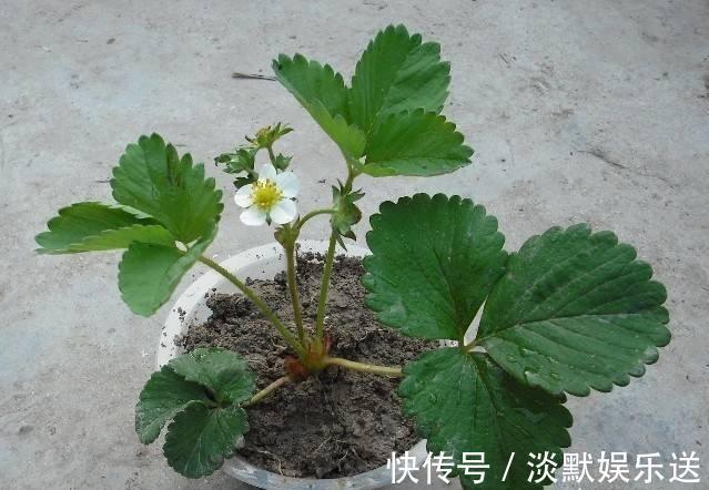 盆栽养花,不如养“草莓”,盆边挂满几十个,好吃的流口水!