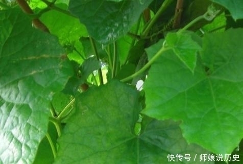 殊不知|一斤几块钱的家常菜,殊不知它浑身都是宝,你知道么?