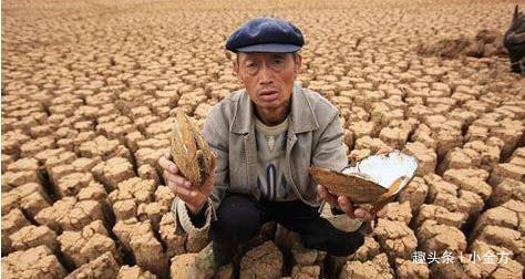 疮疖痈肿|苦菜,老一辈人闹饥荒靠它活命,中医清热解毒,降血压!