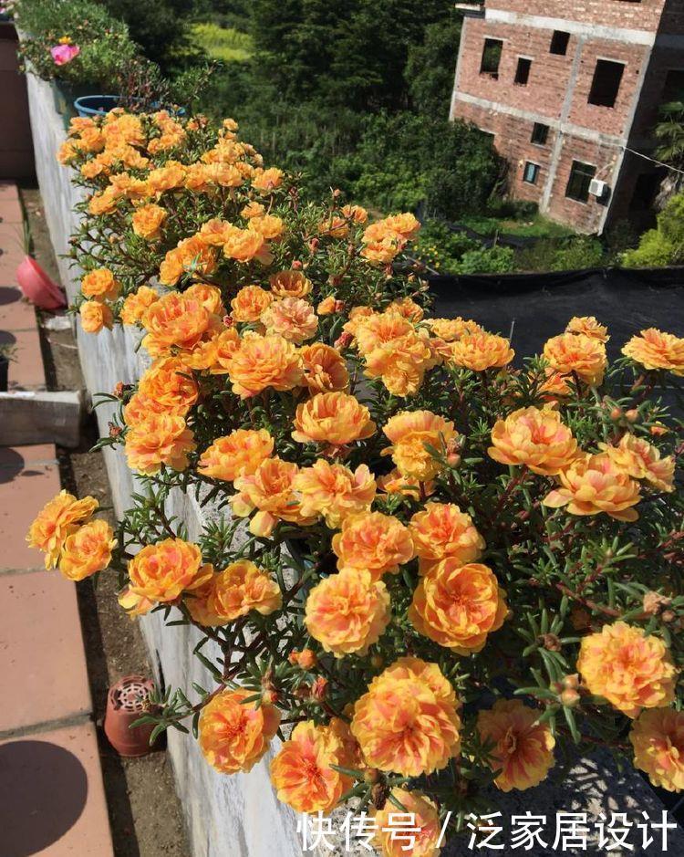 月季|喜欢月季,不如养盆精品月季“无限公主”,粉嫩娇贵,沁人心脾