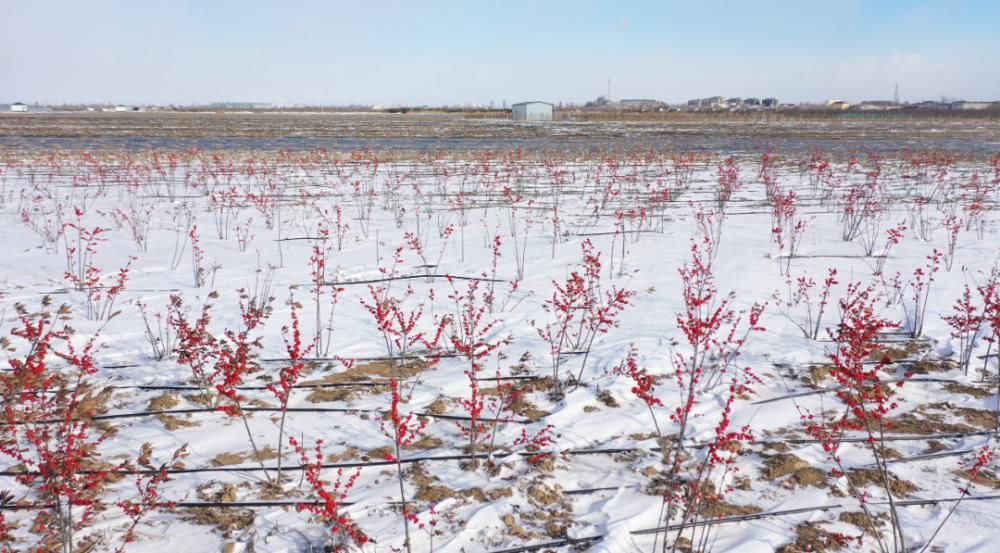 瑞雪来临，福至南海