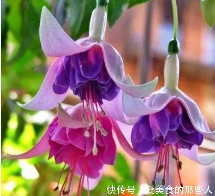 吉祥|4种旺运花,吉祥添富贵,给点水就疯长,全年开花不断