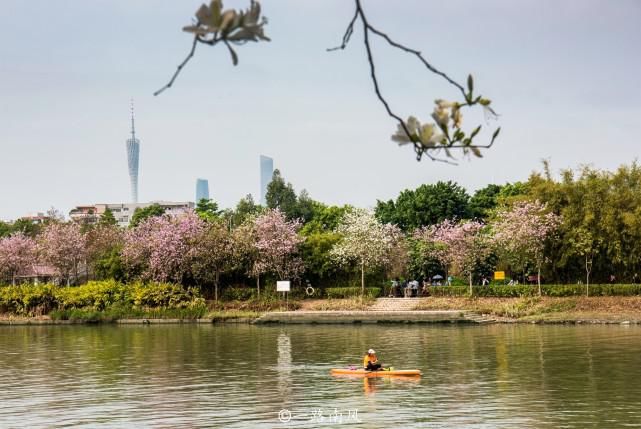 赏花不一定要去武汉婺源，广州海珠湿地紫荆花带浪漫梦幻，太美了