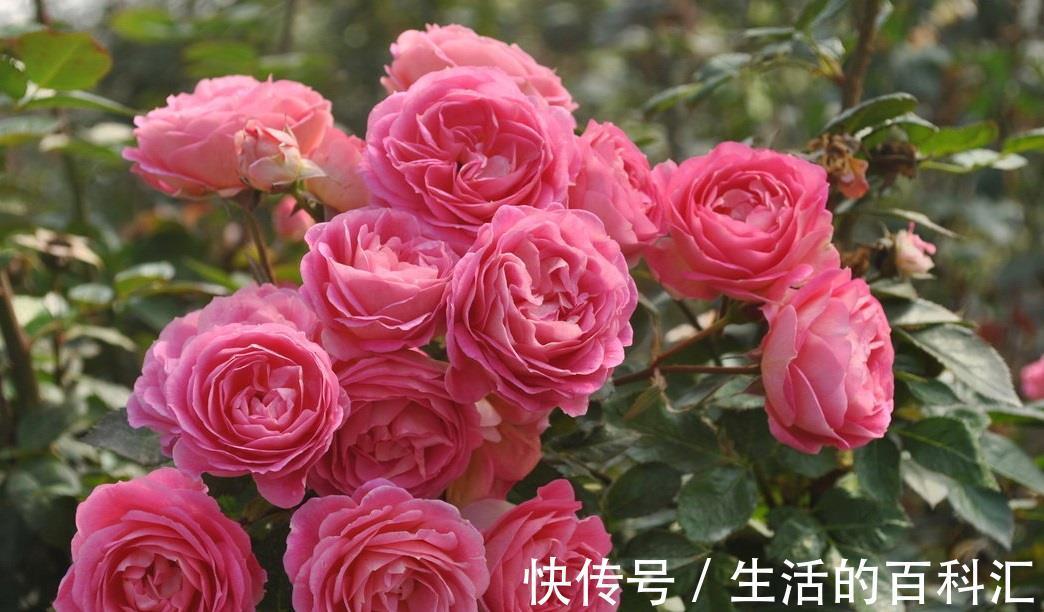 花友|阳台盆栽新宠,花朵美又香,丰花勤花,冬天也有花看
