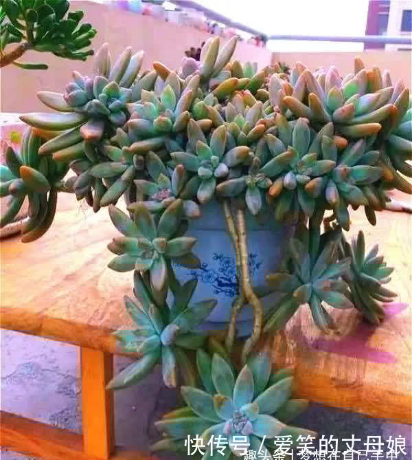 你喜欢老桩多肉吗?