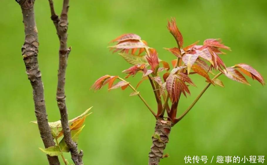 香椿芽|同是香椿，紫叶和绿叶有什么不同？原来差别这样大，以后别买错了
