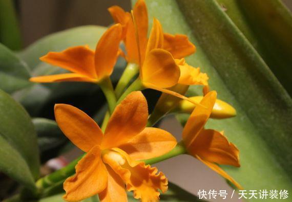 格调|农历5月11号开始,最适合养这些花,花色妖艳妖娆,提升格调品味