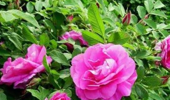 女人喝水放它,能排毒养颜、减肥瘦身,还能调理经期、散发体香