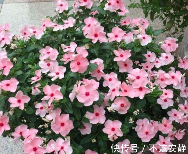 丽格海棠|家里就养4种花，耐旱又耐晒，一年四季成“花海”，天天有花赏！