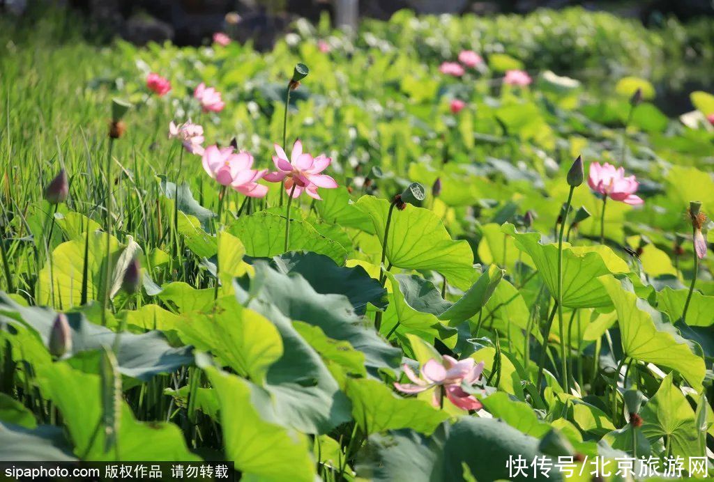 江南|不必远行！北京周边藏着座古镇，1.5小时就能到“江南”，夏天去正好！