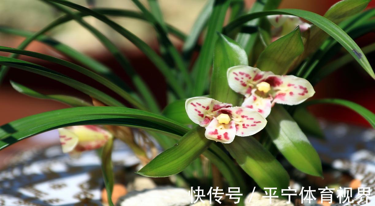 春节|这几种花冬天开爆盆,但一般人家养得不多,现在养正开花,很漂亮