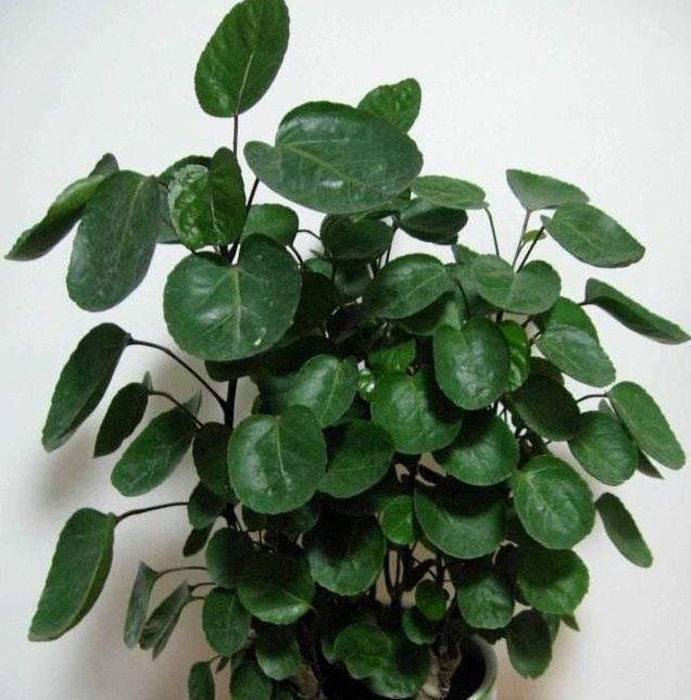 4种花号称有钱花,福运财运滚滚来,养在哪里都爆盆!早看早知道