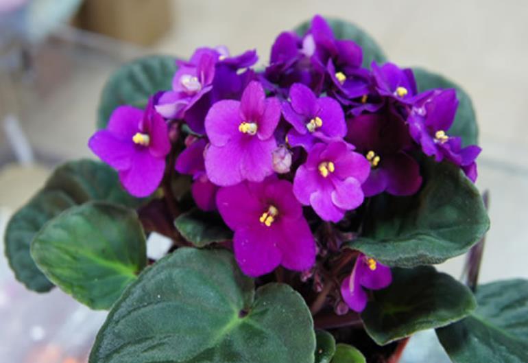 非洲堇|9月了,赶紧扦插这些花卉,生根快成活率高,培育多盆成大户