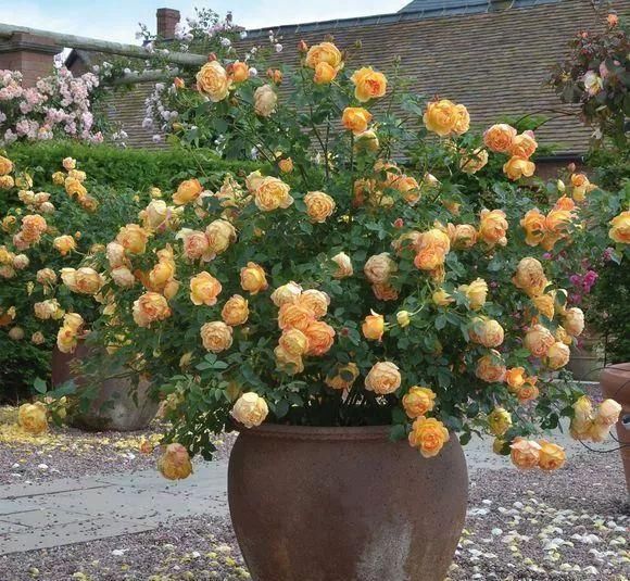 深受古人喜爱的10种花草，每种都历史悠久