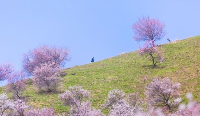 新疆最大的原始杏林，数量达3万多株，4月正是最佳观赏期