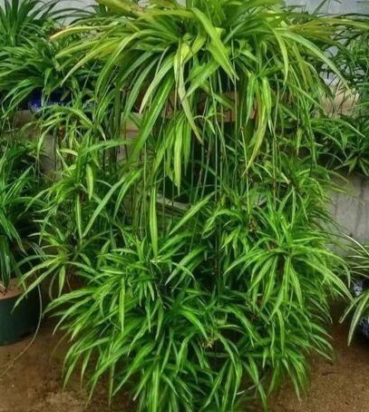 柳树|什么生根粉、维生素,都不如“1块它”,扔盆里,根壮叶绿花爆盆