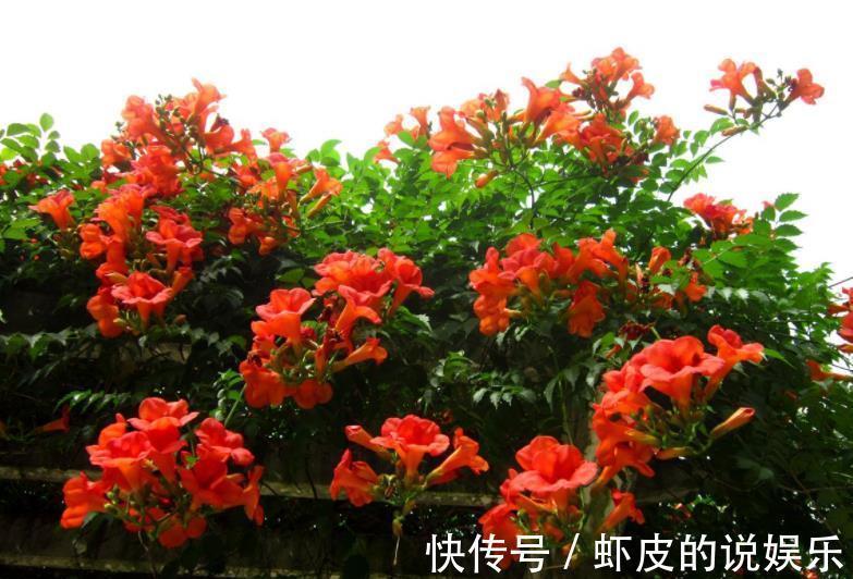 11月养3种耐寒花,种一次年年有花赏,轻松开出一面花墙