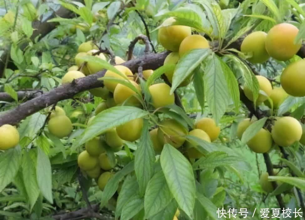 食物|夏天来了,女性多吃3种食物,刮油减脂,营养瘦身,越吃越苗条