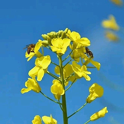 油菜花粉丝牛肉汤