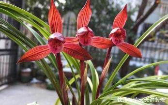 盆栽|冬天养花选它,好养又好看,花香迷人,是阳台盆栽佳品!