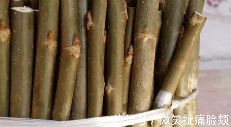 养兰花，给它喷点“生根水”，大白根直冒，长得肥肥壮壮！