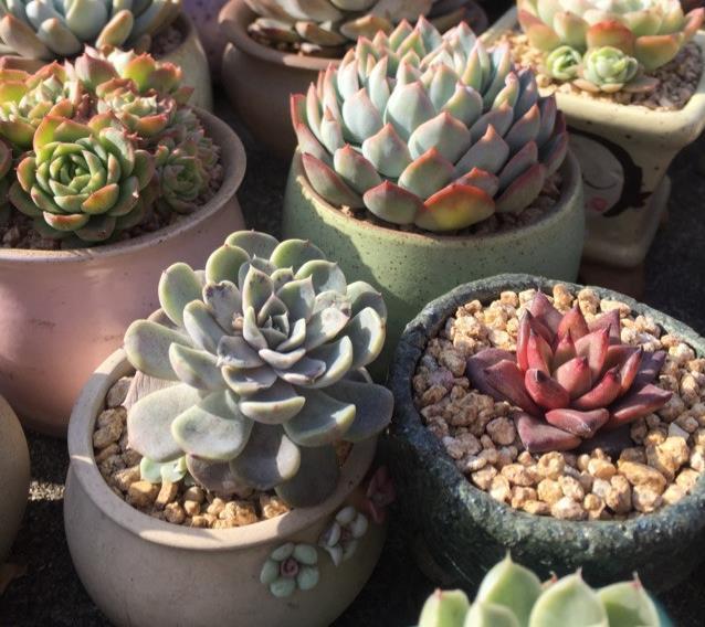 自己养的多肉植物总是绿的流油营造好温差，养出果冻色