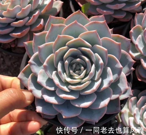 盆栽多肉如何长秋膘、出状态满足4个要求,不负秋日大好时光