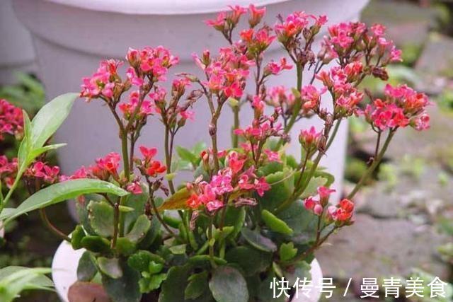 窍门|长寿花，用2个“窍门”，叶片就像“猪耳朵”，花儿紧凑上千朵