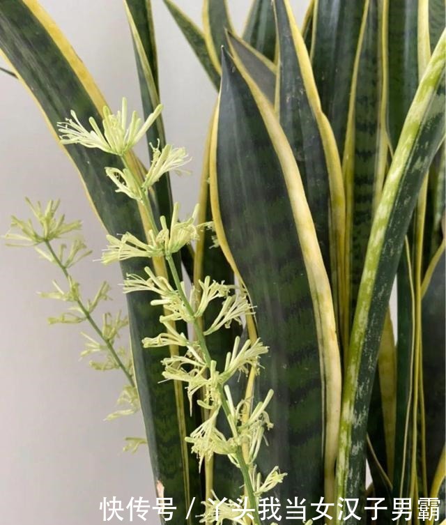 6种花净化空气效果好,放卧室特养人,睡得还香!