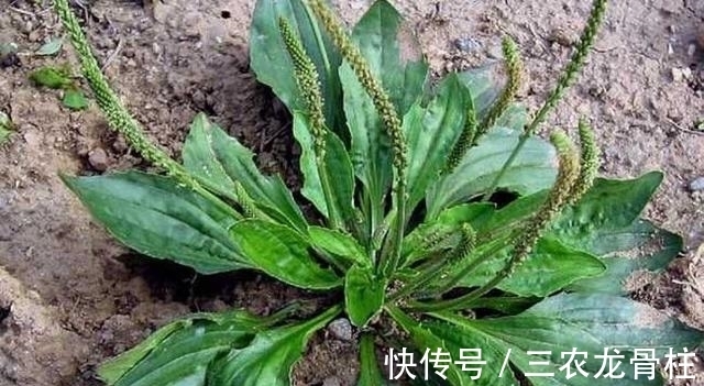 墙角|农村一种常见的墙角草,来泡水喝,止咳效果好且功效丰富