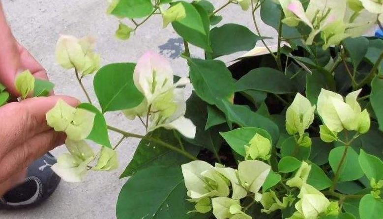 冬季养三角梅,2种肥扔盆里,剪几刀,叶片茂盛,开花爆盆