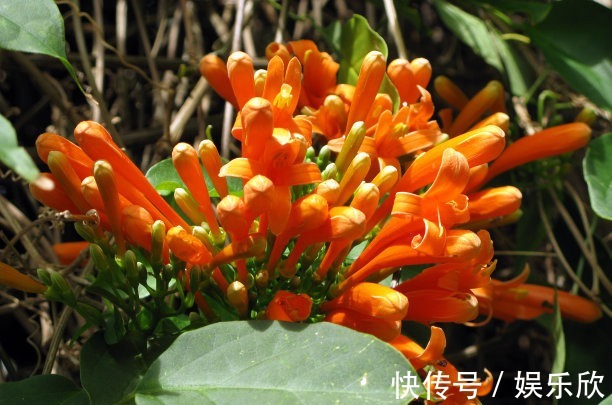 家养3种“爬藤花”,30天不到成“花墙”,香气四溢“满墙香”