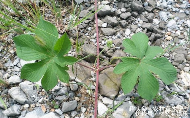葎草|此物若长在您家路旁,切勿除掉,要重视,因为价值太高了