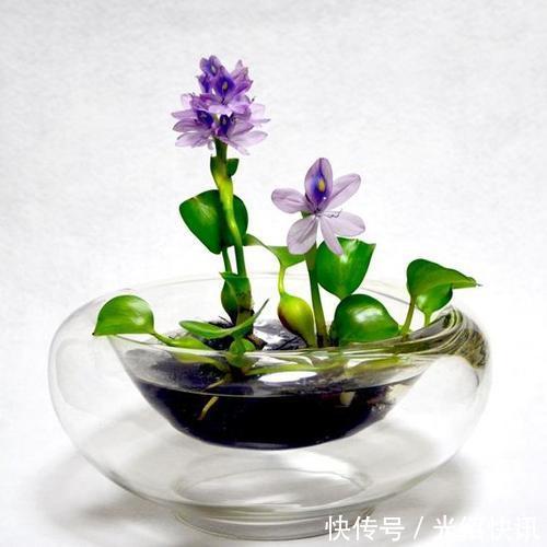 家庭养6种花“要当心”,容易出现“生物入侵”,天天起来要清理