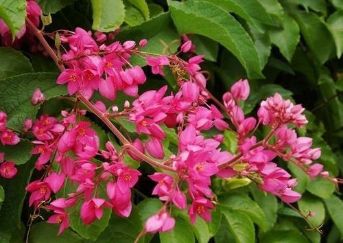 此款植物最耐寒,适合深秋初春,开花量大,花开枝繁叶茂