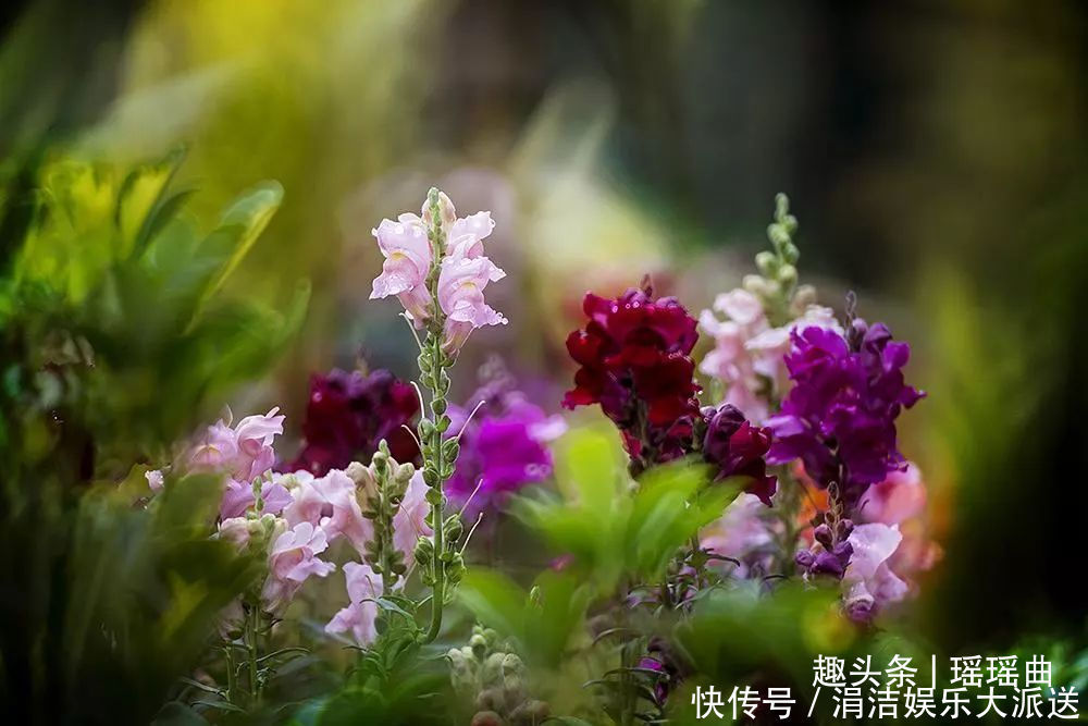 此花如灵动的金鱼一般,栩栩如生鲜艳夺目,是吉祥之花