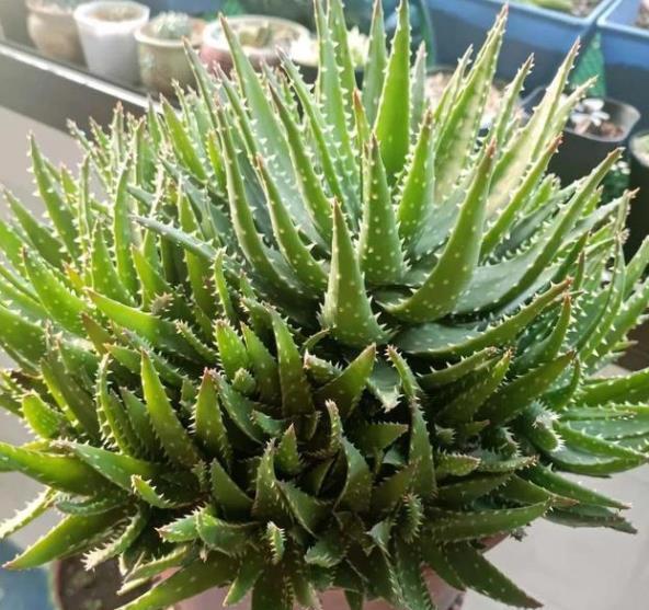 6种漂亮绿植，号称“健康小卫士”，皮实好养，是客厅盆栽佳品