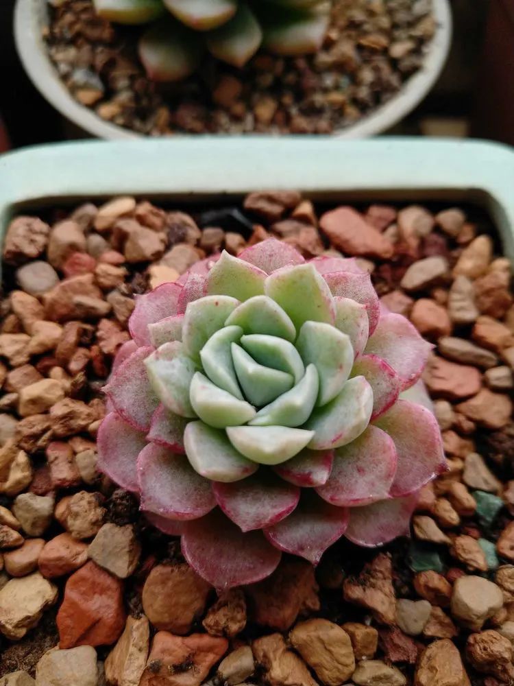 养肉三年，分享养肉经验，谈谈适合逆开挂区的多肉！