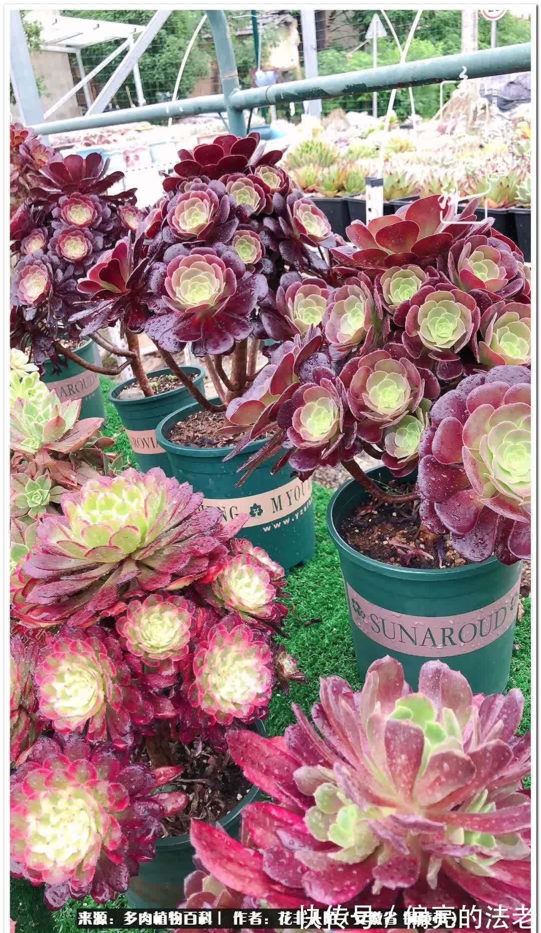 感恩遇见,感谢有你——多肉