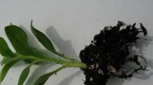 生根|此5种花,花期长又好养,扦插就生根,夏天也一个劲儿的开花