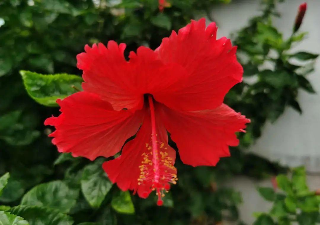 栀子花|最爱淋雨的花,下雨天搬出去,长得更好