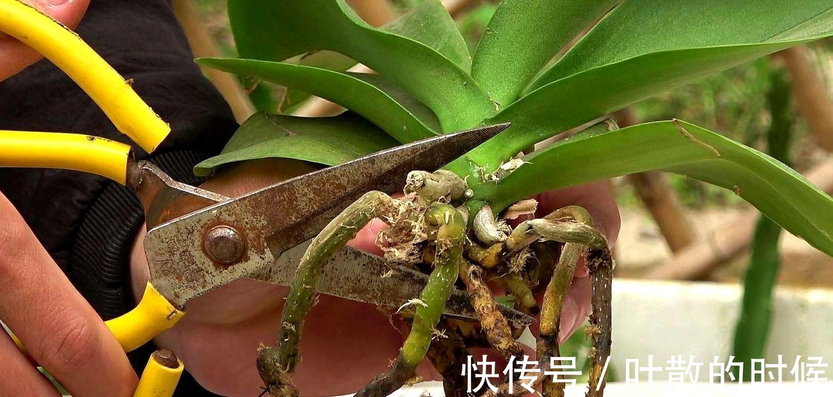 蝴蝶兰|公认“难养”的5种花，没有10年以上的养花经验，建议别买