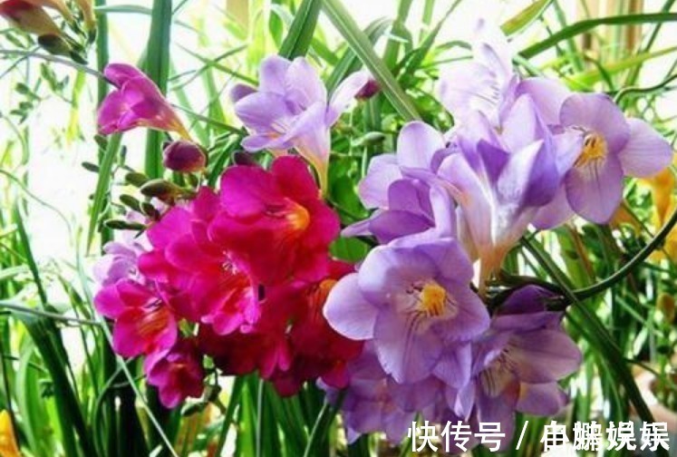 香雪兰|3种花,现在“赶快”养家里,开花多,花朵艳,满屋都飘香!