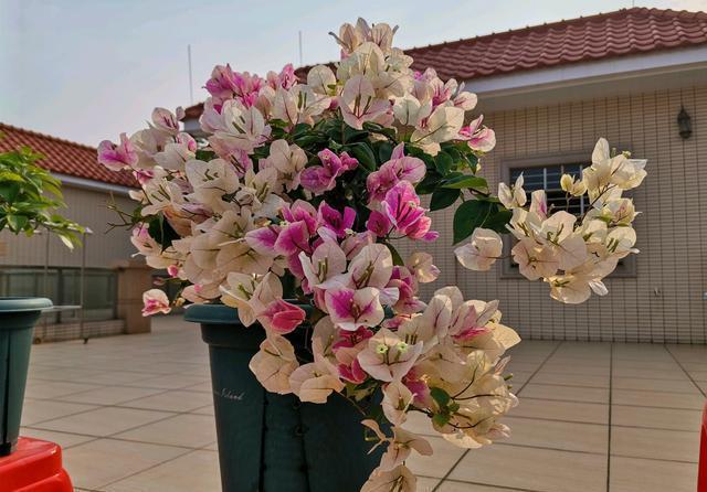 花匠|三角梅长出花苞以后,为什么花匠要建议摘叶?持续来花到年底