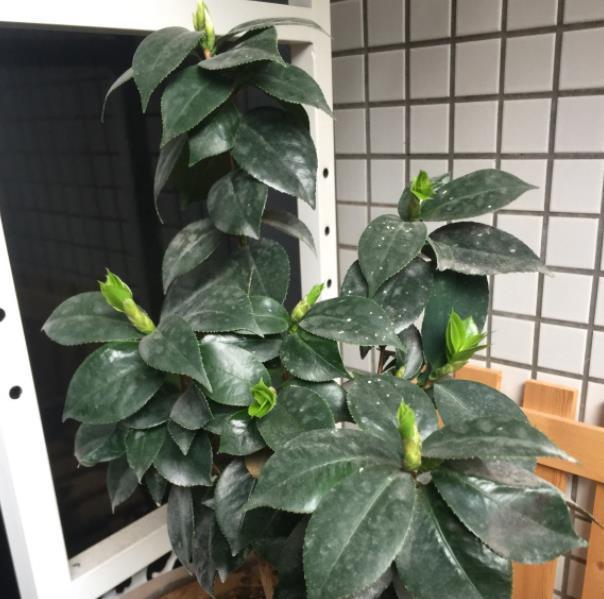 玛格丽特|6种漂亮花，秋天千万不要“乱修剪”，影响一年开花量