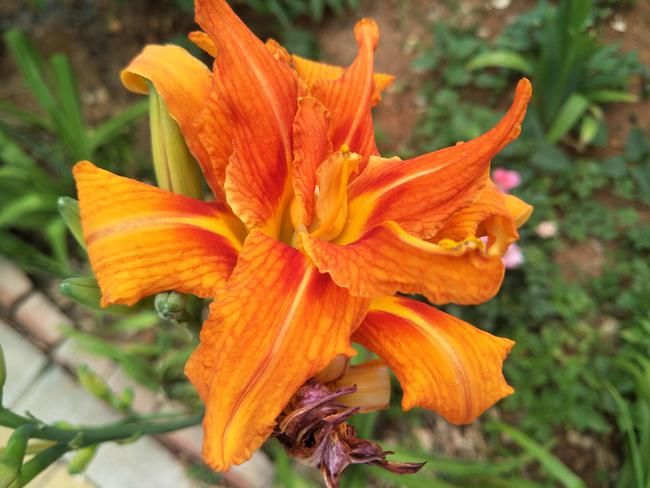 种植植物除“病虫害”之外,注重以下5种因素,避免出现长势不良