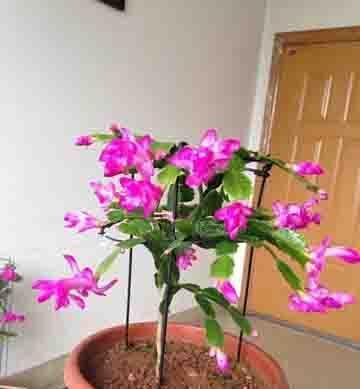 冬天养花,套上方便袋,绿油油的过冬天,嗷嗷的开花