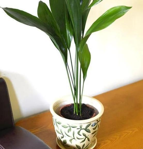 年轻人养花必备技能4个简单小技巧,让小白轻松掌握盆栽要领