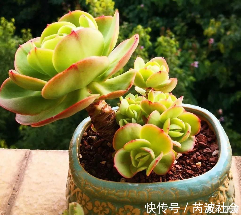 寒潮过后，多肉美出天际，颜色鲜艳明亮，真馋人！